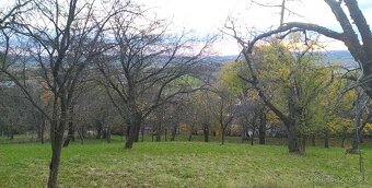 Nabízím k prodeji rozsáhlou zahradu o ploše 3 492 m², situov