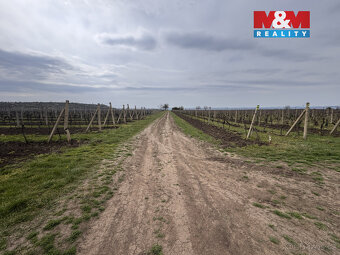 Nabízíme k prodeji registrovanou vinici o výměře 3 600 m² ve