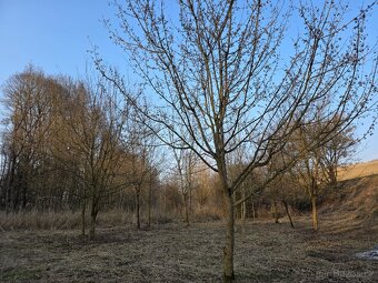 Nabízím jedinečný pozemek o výměře 1 671 m² v obci Doubravy 