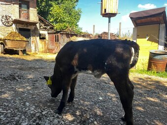 Dobrý den,jsme rodinná farma hospodařící v souladu s přírodo