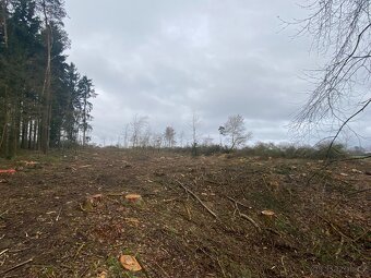 Prodej lesního pozemku v katastrálním území Lštění nad Zubři