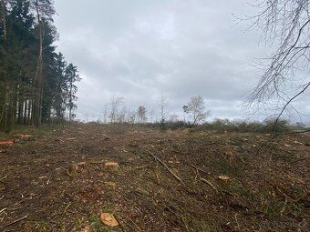 Prodej lesního pozemku v katastrálním území Lštění nad Zubři