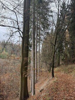 Prodám lesní pozemky v k.ú. Střemeníčko. Jedná se o p.č. 510