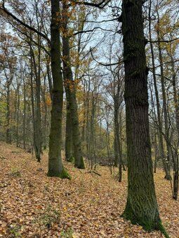 Prodám lesní pozemek v k.ú. Snopoušovy Jedná se o p.č. 126 v