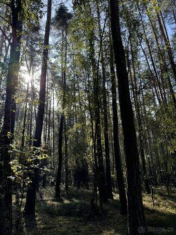 Prodám lesní pozemek v k.ú. Žichlice u Hromnic. Jedná se o p