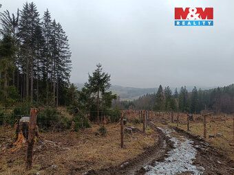 Prodej souboru lesních pozemků, v katastru obce Vacovice. Je