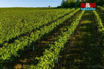 Prodej luxusního vinohradu v obci Šardice. Vinohrad se nachá