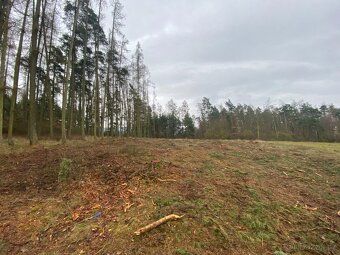 Prodej lesního pozemku v katastrálním území Lštění nad Zubři
