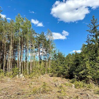 I am selling a beautiful forest plot set in picturesque countryside.