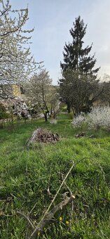Nabízím k pronájmu zahradu cca 250 m2 na jižním svahu pod An