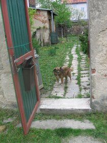 Sell large one-story family house with big yard and garden.
