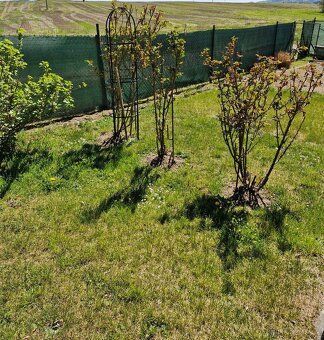 Prodám udržovanou zahradu v Nepomuku o výměře 175 m². Na poz