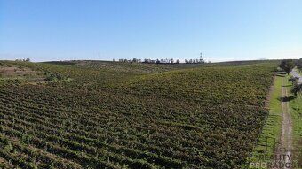 Looking for a vineyard in a unique location of southern Moravia?