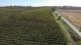 Looking for a vineyard in a unique location of southern Moravia?