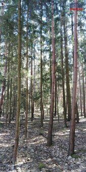 Ev.č. VŠ-7972 Nabízíme Vám k prodeji výjimečné lesní pozemky