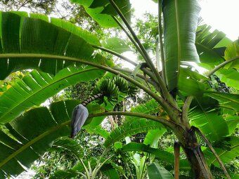 Sell 4 construction plots in Costa Rica Private farm with waterfall.