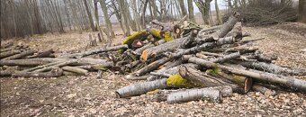 Sell 'full log' approx according to photo of hardwood by Tvrdy - quality