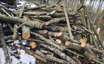Sell 'full log' approx according to photo of hardwood by Tvrdy - quality