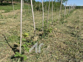 Ev.č. 301009 Nabízíme Vám k prodeji mladý vinohrad vysázený 