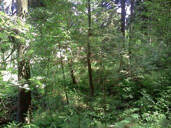 Flat, mostly grassed land (permanent grassland, meadow), on part of the plot there may be also…