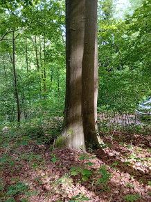 Business opportunity. For sale forest land located in