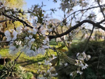 I am offering for sale a garden in personal ownership within a gardening colony in the village…