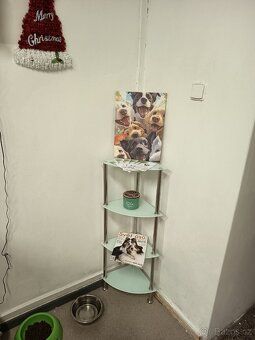 Pronájem salonu pro stříhání psů a koček, 25 m² 📍 Adresa: Pr