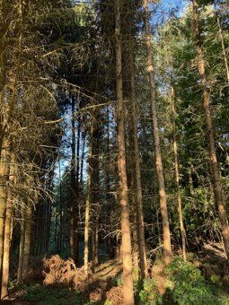 Prodám lesní pozemky v k.ú. Lužná u Vsetína. Jedná se o p.č.