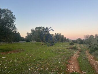 Nabízíme rekreační pozemek o rozloze 2 200 m² s olivovými st