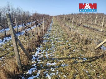 Prodej vinice o ploše 3 677 m² na okraji obce Morkůvky. Parc