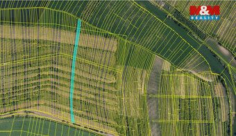 Prodej vinice o ploše 3 677 m² na okraji obce Morkůvky. Parc