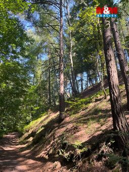 Nabízíme k prodeji podíl ½ lesních pozemků o celkové rozloze