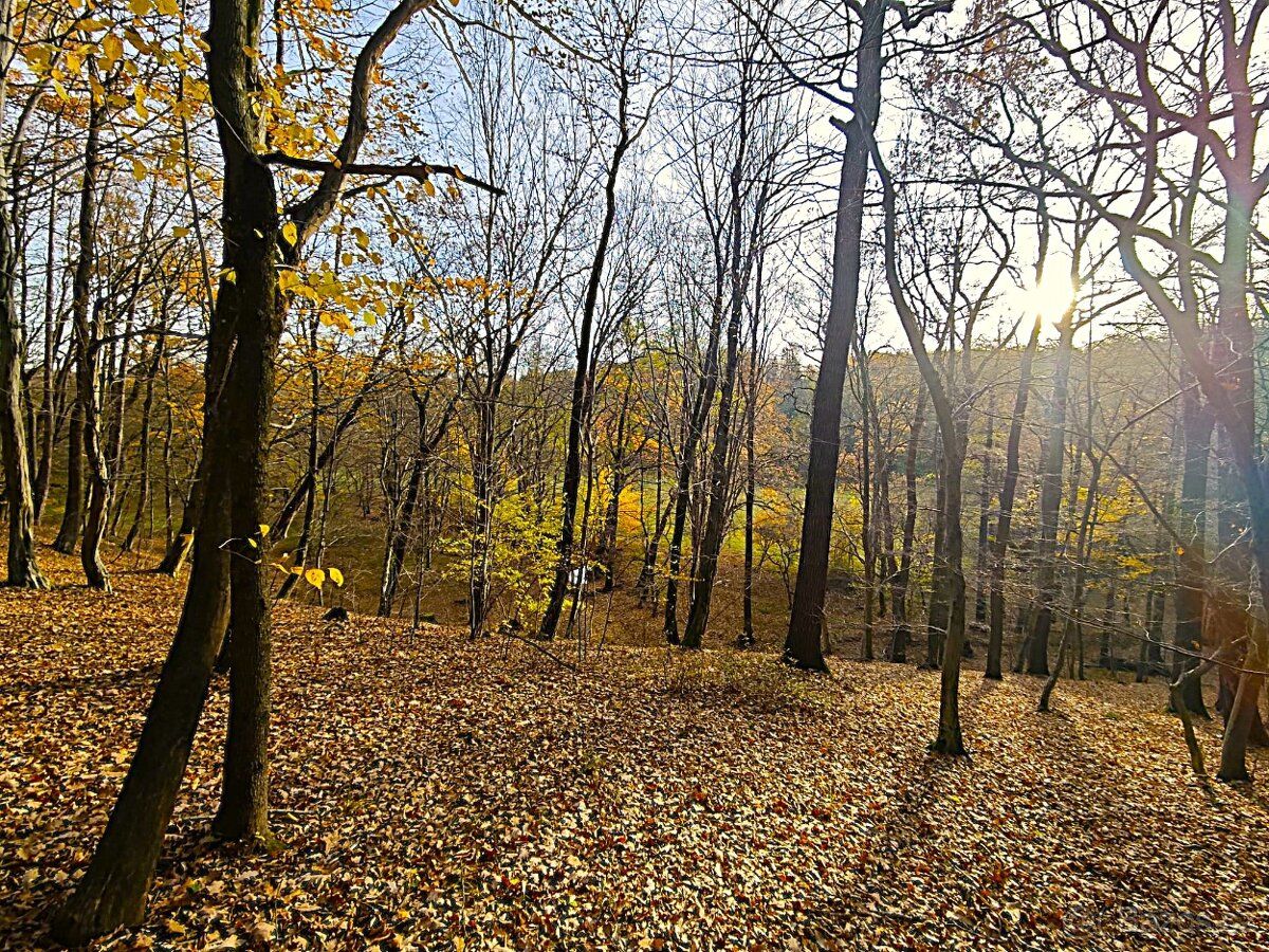 Nabízím k prodeji lesní pozemek o celkové výměře 1.859 m2 s 