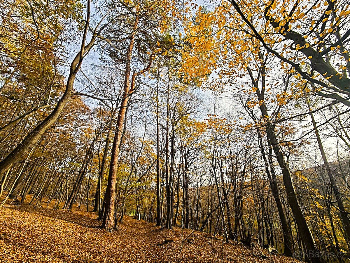 Nabízím k prodeji lesní pozemek o celkové výměře 1.859 m2 s 