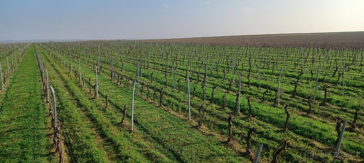 Prodám vinici 4,89ha Jižní Morava Znojemsko Těšetice RR , Cs