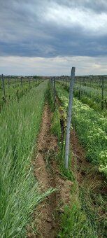 Prodám vinici 4,89ha Jižní Morava Znojemsko Těšetice RR , Cs
