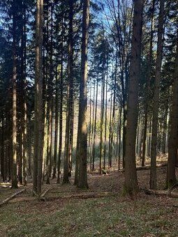 Prodam Smrkovy les zásoba 350 m3 staří 94