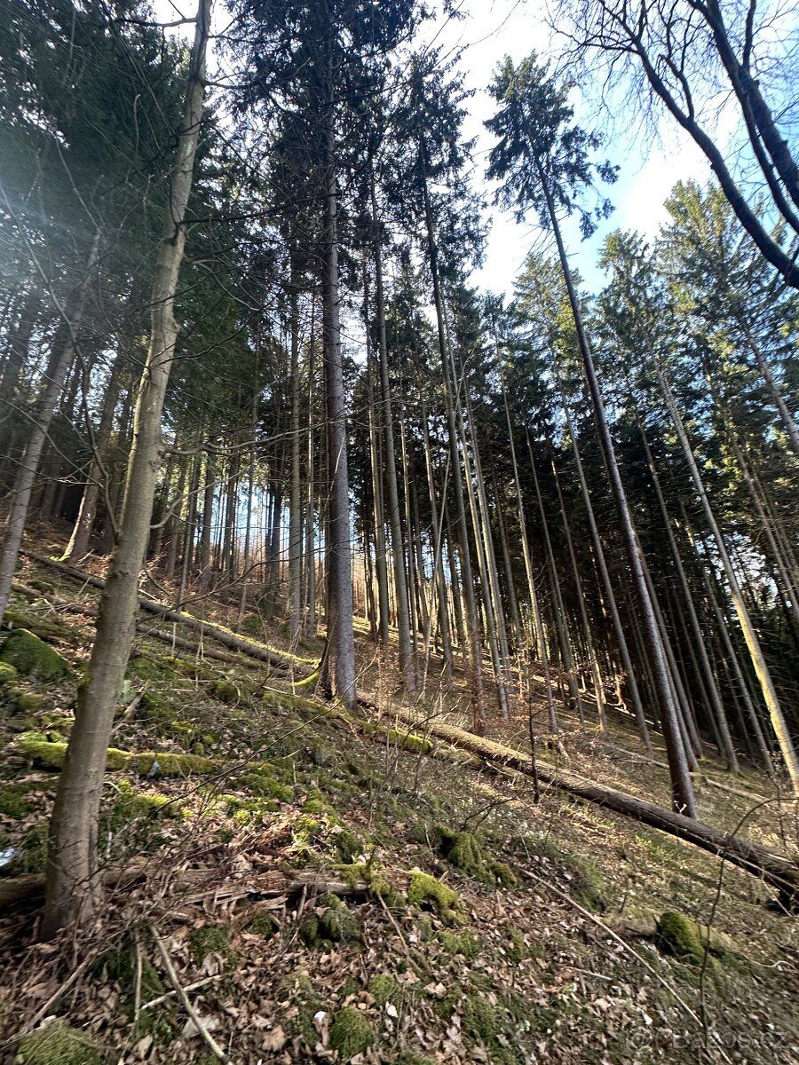 Prodam Smrkovy les zásoba 350 m3 staří 94