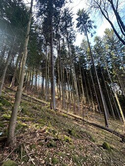 Prodam Smrkovy les zásoba 350 m3 staří 94