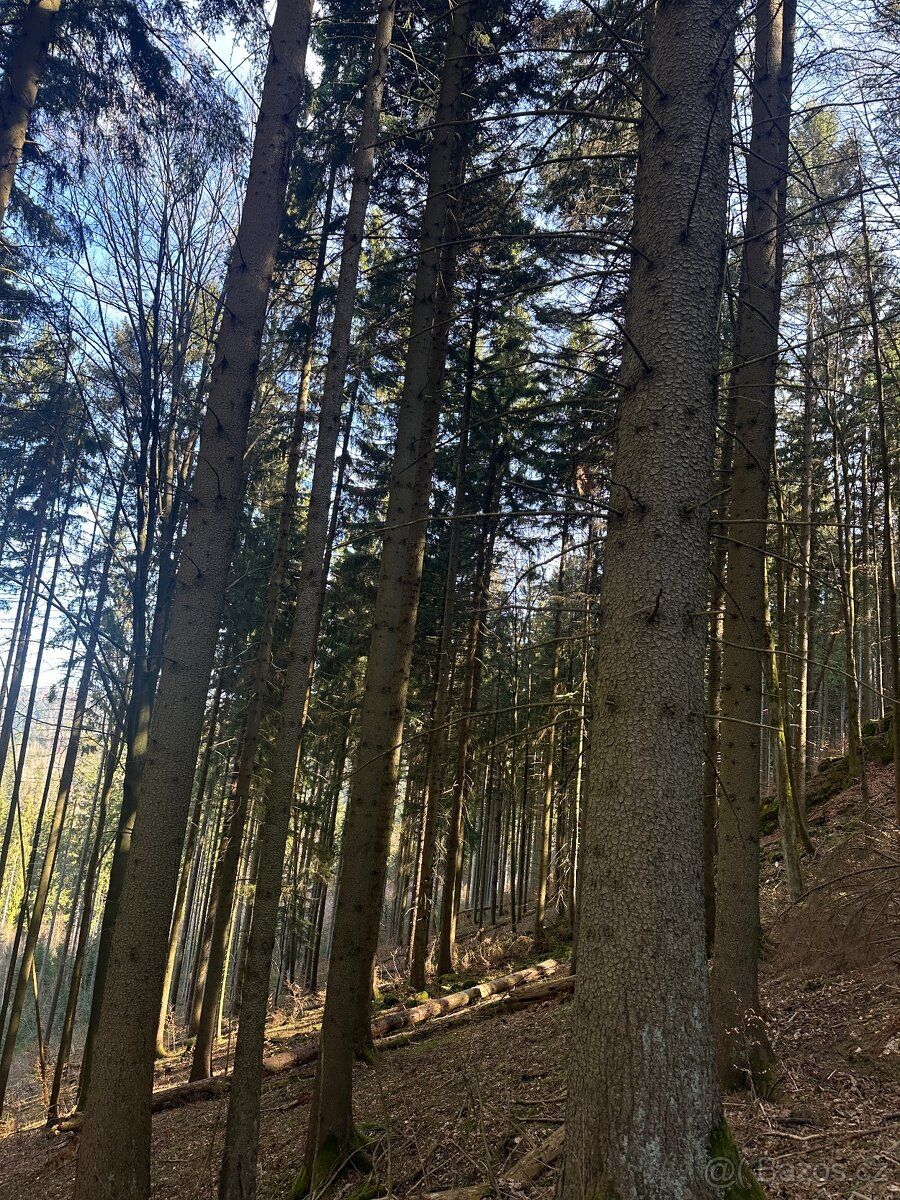 Prodam Smrkovy les zásoba 350 m3 staří 94