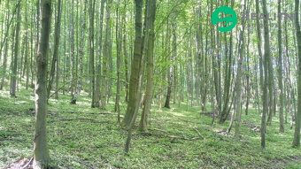 Smíšený vzrostlý les, ucelený pozemek 15096m2 v mírném svahu