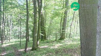 Smíšený vzrostlý les, ucelený pozemek 15096m2 v mírném svahu