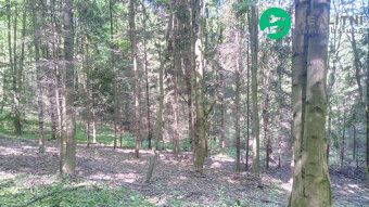 Smíšený vzrostlý les, ucelený pozemek 15096m2 v mírném svahu