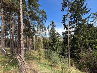 Prodej lesního pozemku – investice i možnost těžby | k.ú. Ob