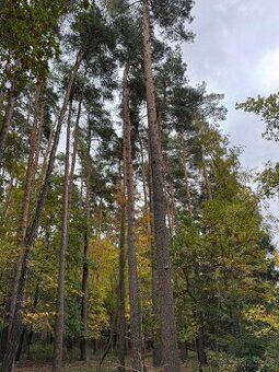 Nabízíme k prodeji zemědělský pozemek v katastrálním území S