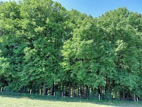 Nabízím k prodeji lipový les,1 255m². Objem dřeva 80 m3 lípy