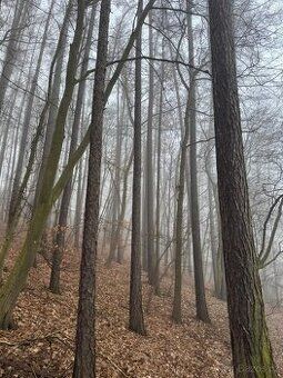 Orná půda v K.Ú. Unhošť parc. číslo 1068/55 1068/54 110,-Kč/