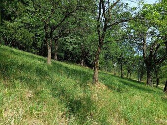 Nabízíme k prodeji rozsáhlou zahradu o ploše 3 492 m², situo