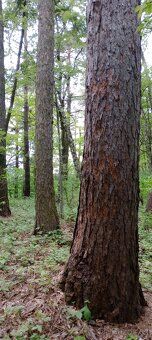 Nabízím prodej zaměřeného, vzrostlého lesa o výměře 3 616 m2