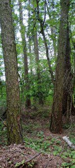 Nabízím prodej zaměřeného, vzrostlého lesa o výměře 3 616 m2
